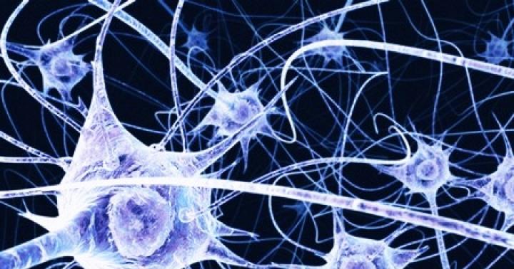 Нервные клетки мозга: восстанавливаются ли они?